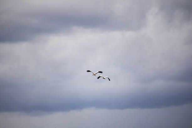 two birds flying in the air on a green grass line background - horizon over water white green blue photos et images de collection