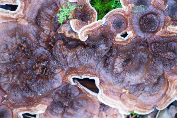 istock Brown wood mushrooms with white edge on the ground 1922100366