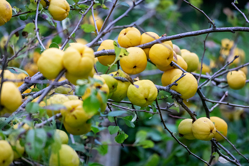 A bush of yellow quince berries on a background of green leaves