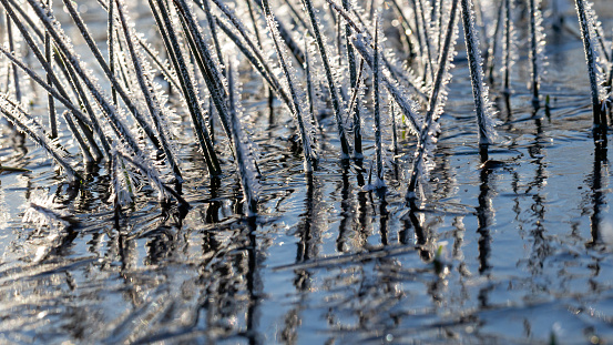 Winterscene, daytime back lit side view macro close-up of frost on reed stems sticking out of frozen water in a pond with blue sky reflecting on the ice