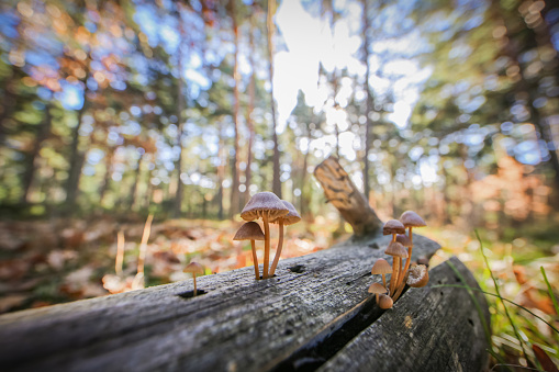 The magical world of fungi, from mushrooms to fungal networks and families in brown and red colors in the forest in a sunny autumn day