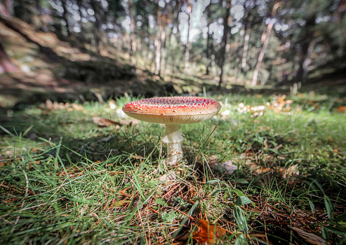 The magical world of fungi, from mushrooms to fungal networks and families in brown and red colors in the forest in a sunny autumn day