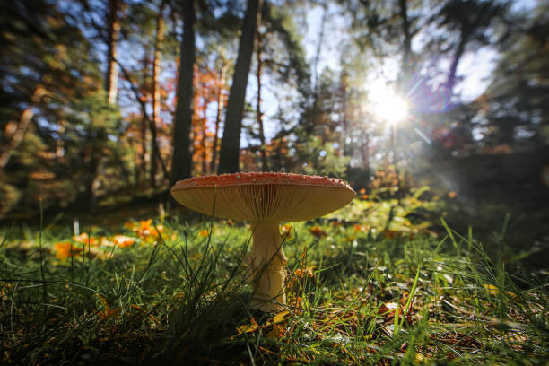 The magical world of fungi, from mushrooms to fungal networks and families in brown and red colors in the forest in a sunny autumn day