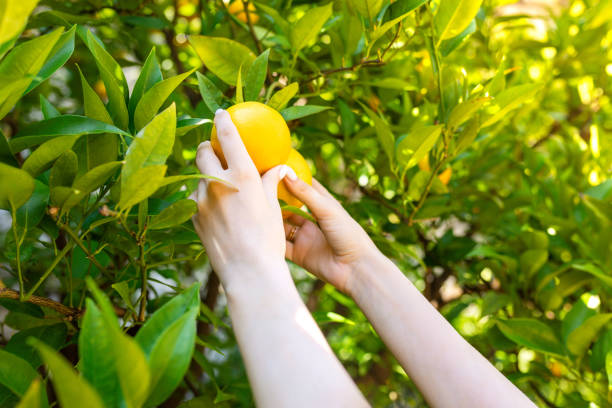 reaching holding the yellow lemon from the tree branch fruit. High quality photo