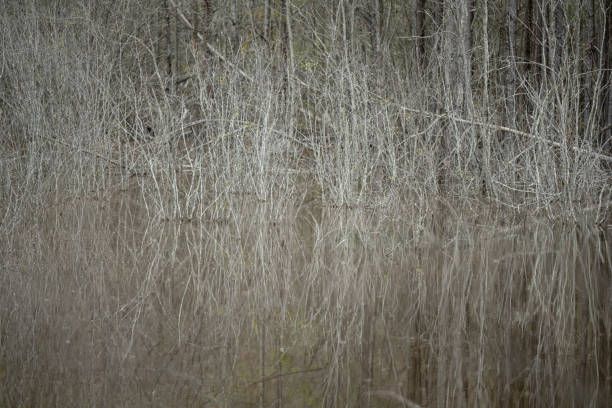 Southern state freshwater wetland forest on a on a sunny day in early spring (April 11). The image was captured in Big Creek, Forsyth, (near Cumming) in Georgia (USA) with a full frame mirrorless digital camera and a sharp telephoto lens, resulting in large clean files and images with shallow depth-of-field. The image is part of a large series of Georgia wetland at different seasons.