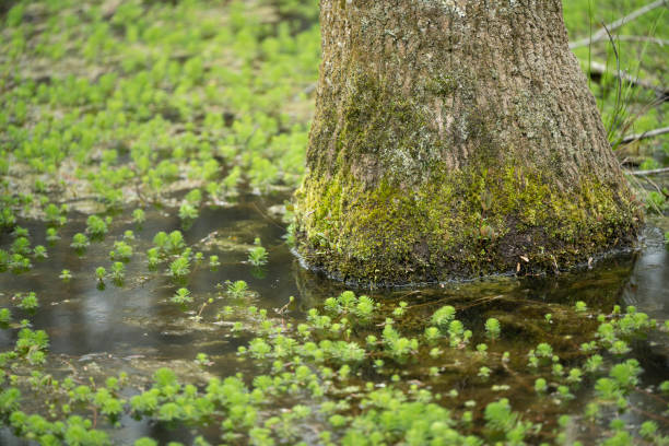 Southern state freshwater wetland forest on a on a sunny day in early spring (April 11). The image was captured in Big Creek, Forsyth, (near Cumming) in Georgia (USA) with a full frame mirrorless digital camera and a sharp telephoto lens, resulting in large clean files and images with shallow depth-of-field. The image is part of a large series of Georgia wetland at different seasons.