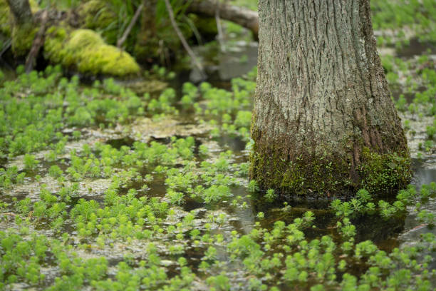 Southern state freshwater wetland forest on a on a sunny day in early spring (April 11). The image was captured in Big Creek, Forsyth, (near Cumming) in Georgia (USA) with a full frame mirrorless digital camera and a sharp telephoto lens, resulting in large clean files and images with shallow depth-of-field. The image is part of a large series of Georgia wetland at different seasons.
