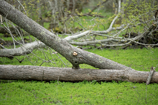 Southern state freshwater wetland forest on a on a sunny day in early spring (April 11). The image was captured in Big Creek, Forsyth, (near Cumming) in Georgia (USA) with a full frame mirrorless digital camera and a sharp telephoto lens, resulting in large clean files and images with shallow depth-of-field. The image is part of a large series of Georgia wetland at different seasons.