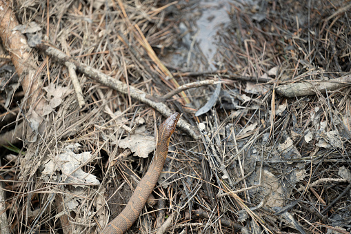 Yellowfin creeps in the dry grass. Legless lizard.