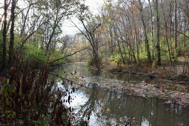 istock Brook in the Woods 1922155734