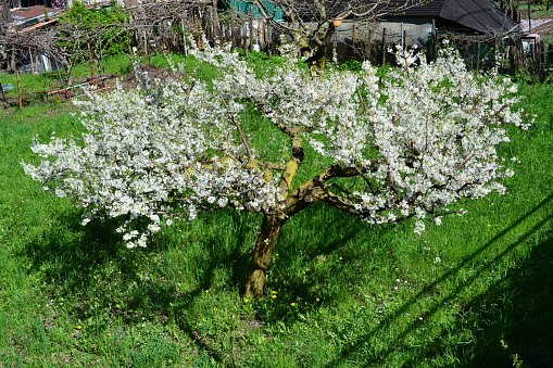 Brightly lit beautiful cherry tree in white bloom flowers in a green village garden.