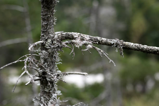 Spruce forests in the Slovenian Alps.