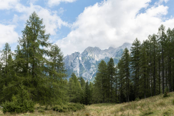 Spruce forests in the Slovenian Alps.
