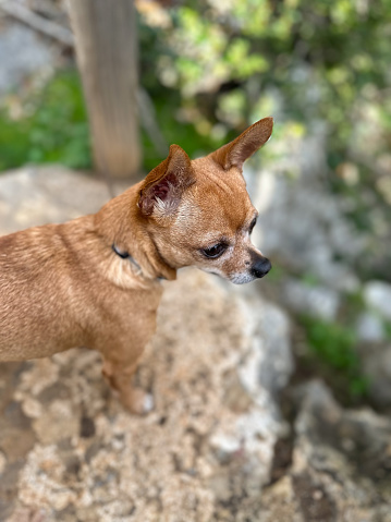 Chihuahua dog on a mountain hike