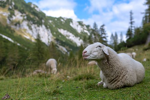 Flock of sheeps grazing in green farm in New Zealand with warm sunlight effect