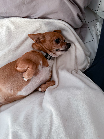 Chihuahua dog lying comfortably on the bed wirh paws up
