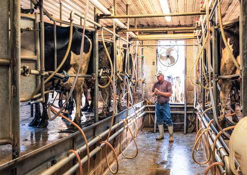 A farmer checking the cows and milking equipment in the cowshed during milking.