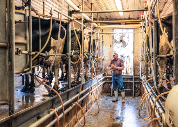 Dairy farmer in the milking shed stock photo