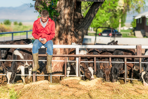 A young farm worker taking a moment to check his phone while the dairy cows are eating.