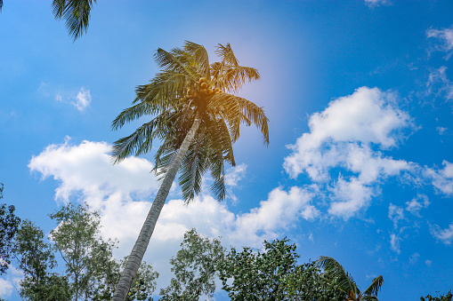 Coconut palm with heavy ripe nuts against the blue sky. Danger of falling coconuts.