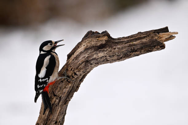 Great spotted woodpecker in winter