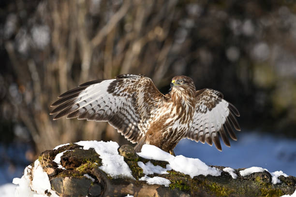 Eurasian buzzard in winter