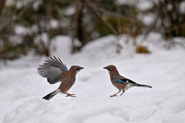 istock Eurasian jay arguing in the snow 1922186965