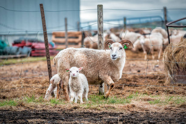 милая овечья семья на ферме в исландии - icelandic sheep стоковые фото и изображения