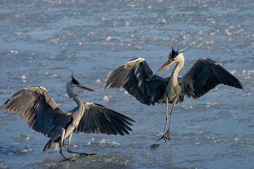 Gray herons fighting on ice