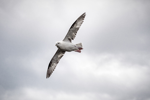 Flying sea gull in the cloudy sky