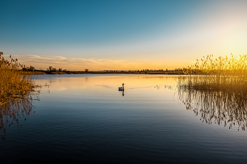 Silhouette of single swan on the lake at sunset or sunrise