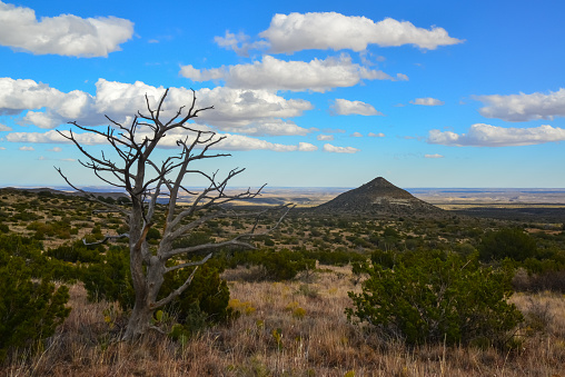 Dry tree, cacti and other desert plants on a cone-shaped landscape in Guadalupe National Park, New Mexico