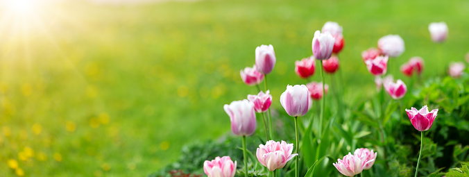 Meadow with bright pink tulips in the spring. Panoramic view of the blossoming lawn in the garden.