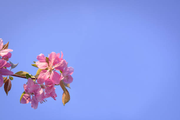 Background with pink almond flower and sky in horizontal format
