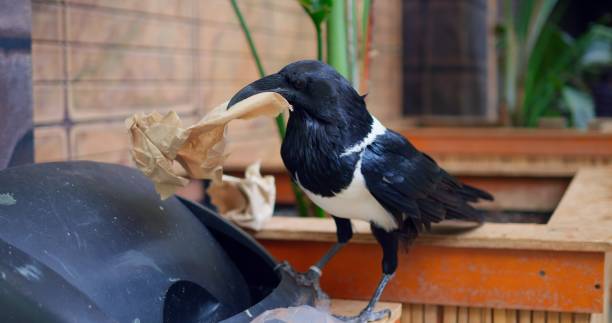 istock Intelligent magpie pulls paper from trash, carries beak, highlighting pollution issue. Magpie demonstrates environmental concern. Magpie scene reflects urgent need for pollution awareness. 1922217125