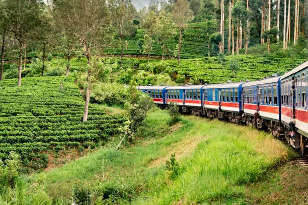 Photo of Train and tea plantation in Sri Lanka. Nuwara Eliya, Ella or Kandy. Country rail travel and tourism. Green forest and beautiful landscape. Journey from Colombo.