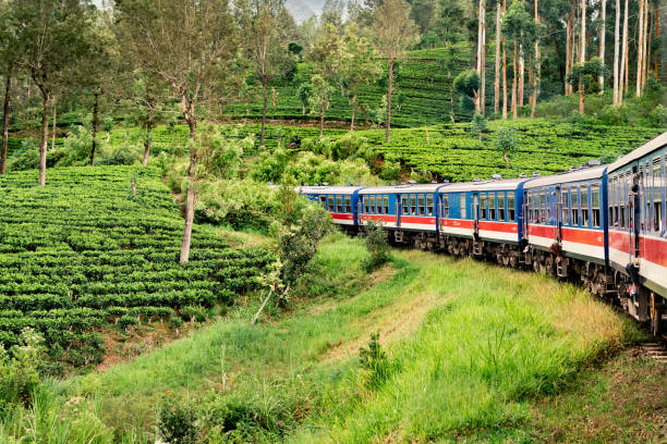 trem e plantação de chá no sri lanka. nuwara eliya, ella ou kandy. viagens e turismo ferroviário no país. floresta verde e bela paisagem. viagem de colombo. - nuwara elia - fotografias e filmes do acervo