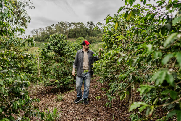 istock Farmar looking the plants while walking in a coffee plantation 1922227612