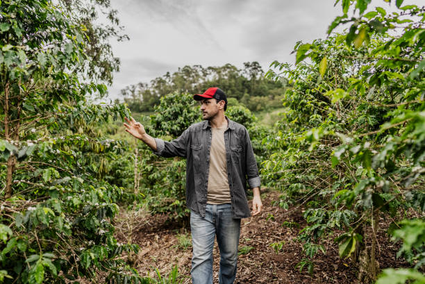 istock Farmar looking the plants while walking in a coffee plantation 1922227613