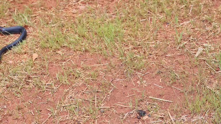 A black Pantherophis alleghaniensis slithered through South Carolina area, blending in with summer landscape.