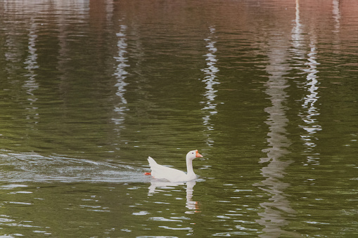 white duck swimming alone in the lake