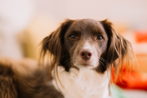 Cute springer spaniel mix at home indoors