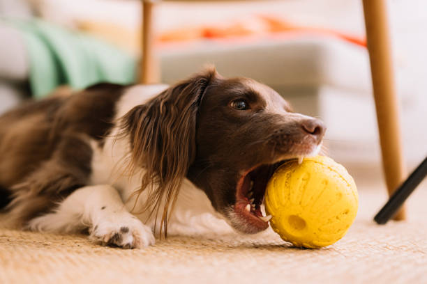 istock Cute springer spaniel mix at home indoors Sprocker playing toy ball 1922256132
