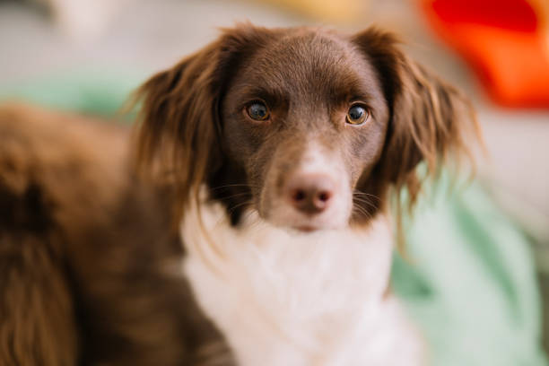 Cute puppy dog head shot with frowning with wrinkles. Eyesight or eye vision for dogs concept. 2 years old female harrier mix dog. Selective focus.
