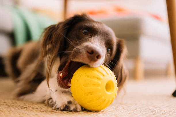 istock Cute springer spaniel mix at home indoors Sprocker playing toy ball 1922264811