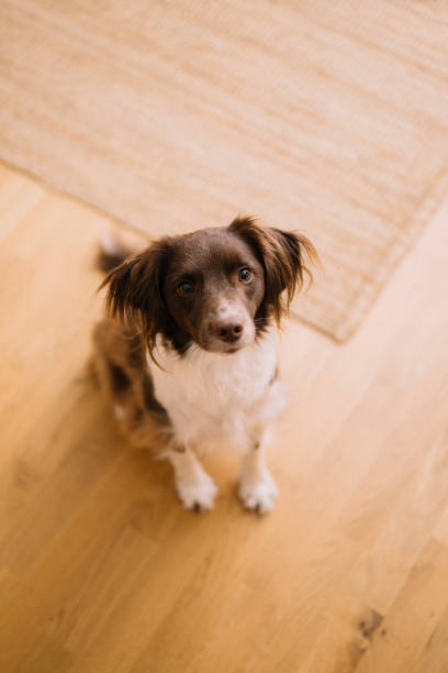 istock Cute springer spaniel mix at home indoors Sprocker 1922265894