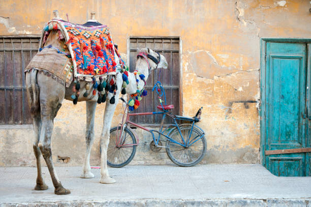 Rajasthan, India - March 10, 2006: Cart loaded with jugs of milk circulating on a rural road in the region