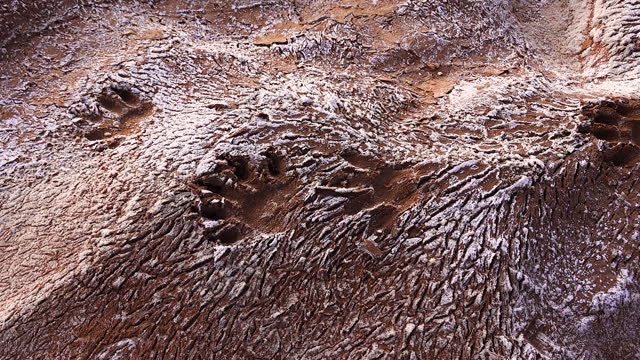 Traces of a wild animal on cracked red clay with white salt on a surface in a dried riverbed in the desert of New Mexico, USA