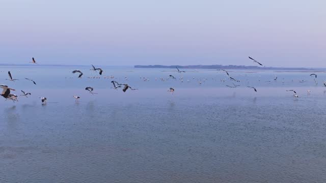 Winter migratory birds, sunset