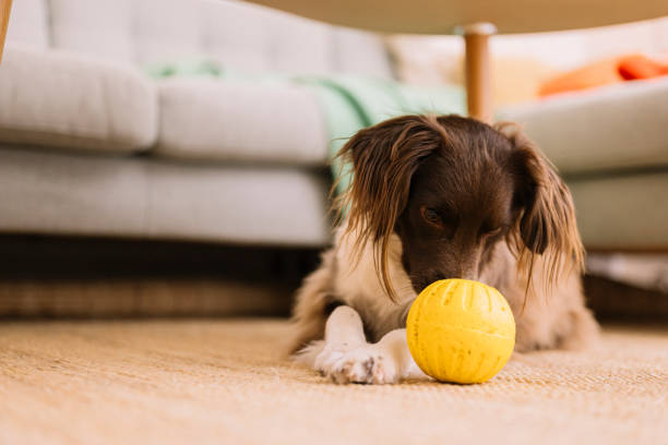 istock Cute springer spaniel mix at home indoors Sprocker playing toy ball 1922282632